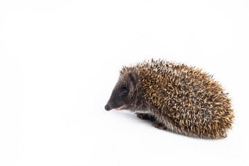European hedgehog, Erinaceus europaeus, also known as the West European hedgehog or common hedgehog, in front of white background 