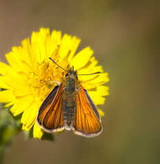 Upper wing view of Small Skipper butterfly (Thymelicus sylvestris) on a yellow flower in summer