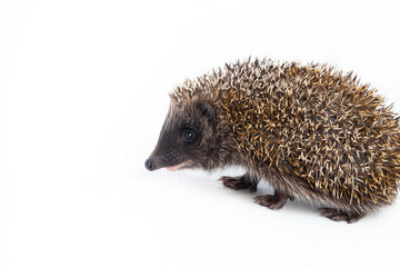 European hedgehog, Erinaceus europaeus, also known as the West European hedgehog or common hedgehog, in front of white background 