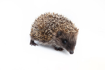 European hedgehog, Erinaceus europaeus, also known as the West European hedgehog or common hedgehog, in front of white background 