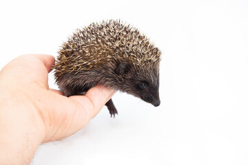 European hedgehog, Erinaceus europaeus, also known as the West European hedgehog or common hedgehog, in front of white background 
