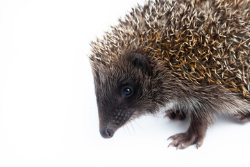 European hedgehog, Erinaceus europaeus, also known as the West European hedgehog or common hedgehog, in front of white background 