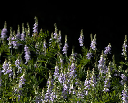 Galega Patch of Goat's Rue flowers (Galega officinalis) growing on wasteland beside a dark hedge in summer