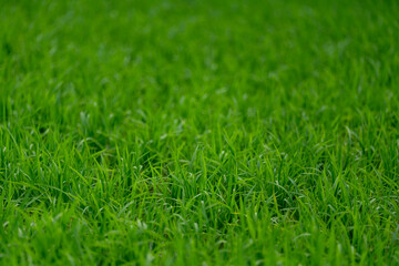Naklejka premium green grass background