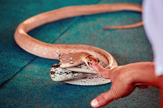 A venomous snake bites a person's finger, close up