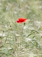 isolated poppy in a wheat field