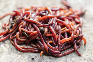Breeding red worms Dendrobena. Fertile soil. Natural soil improvement. Fishing worms.