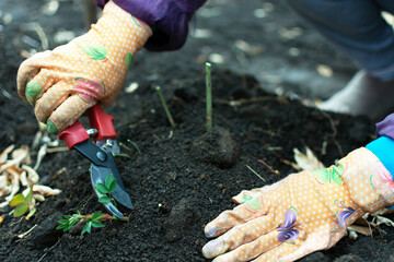 Pruning roses, yellow gloved hands and secateurs. Selective focus.