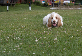 Spaniel focussed on a ball