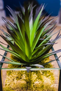 Chardon, Ohio, USA - 4-9-22:  A Decorative Plant In The CVS Pharmacy Minute Clinic Waiting Room