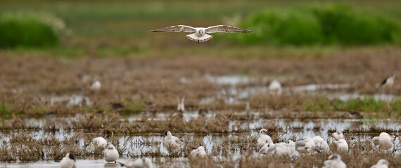Black-headed gull // Lachmöwe (Chroicocephalus ridibundus)