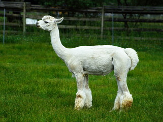 人気のアルパカ