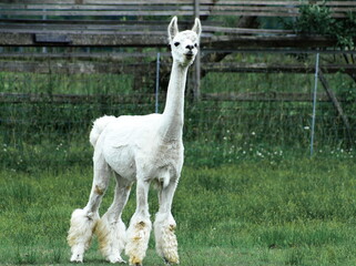 Fototapeta premium 人気のアルパカ