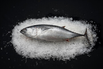 fresh tuna on ice on a black background