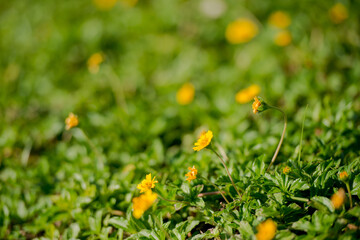 green grass with yellow flowers