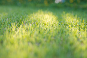 green grass with sunlight shinning on it