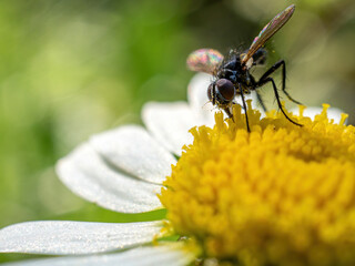 house fly or housefly (latin name musca domestica) close up feeding on viburnum tinus flower