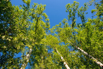 birch grove, summer forest, fresh green leaves, a look at the sky through the foliage
