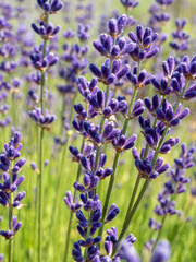 Obraz premium close up of bunch of lavender flowers in blossom