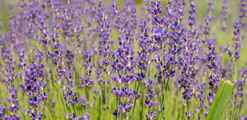 Naklejka premium close up of bunch of lavender flowers in blossom
