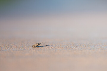 a little brown bug on a sidewalk