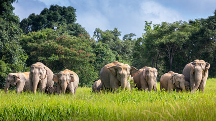 Wild elephant family in green grass field of tropical rainforest.