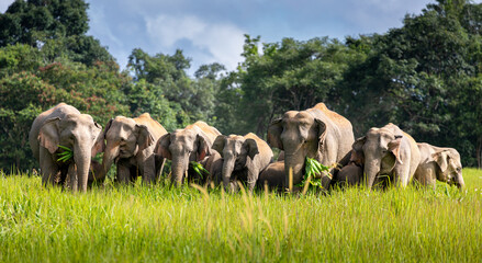Wild elephant family in green grass field of tropical rainforest.
