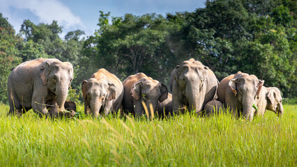 Naklejka na ściany i meble Wild elephant family in green grass field of tropical rainforest.