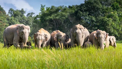 Zelfklevend Fotobehang Wilde olifantenfamilie op groen grasgebied van tropisch regenwoud. © jack-sooksan