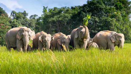 Zelfklevend Fotobehang Wilde olifantenfamilie op groen grasveld van tropisch regenwoud. © jack-sooksan