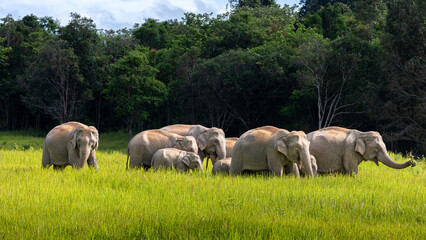 Wild elephant family in green grass field of tropical rainforest.