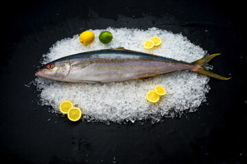 fresh mackerel on ice with lemon on a black background