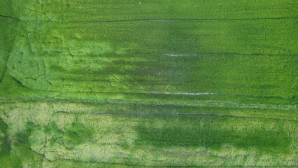 defaultThe Paddy Rice Fields of Kedah and Perlis, Malaysia