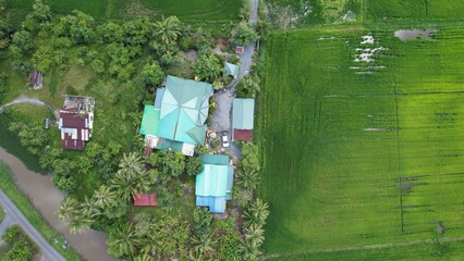 defaultThe Paddy Rice Fields of Kedah and Perlis, Malaysia