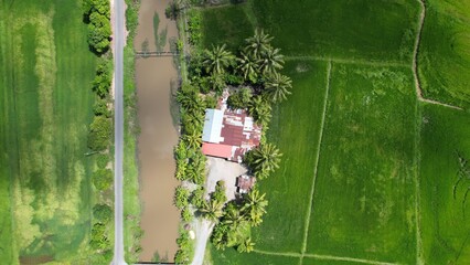 defaultThe Paddy Rice Fields of Kedah and Perlis, Malaysia