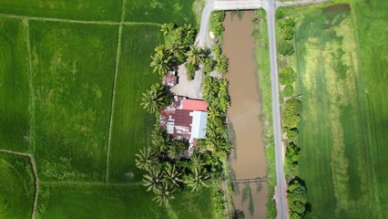 defaultThe Paddy Rice Fields of Kedah and Perlis, Malaysia