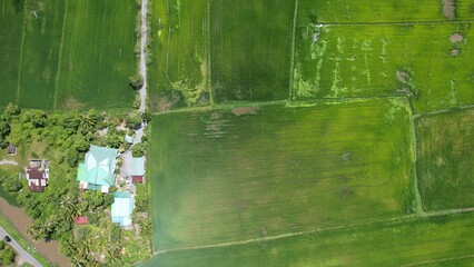 defaultThe Paddy Rice Fields of Kedah and Perlis, Malaysia