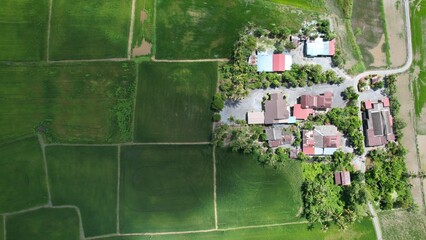 Fototapeta premium defaultThe Paddy Rice Fields of Kedah and Perlis, Malaysia