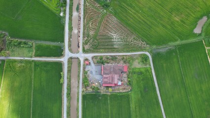 defaultThe Paddy Rice Fields of Kedah and Perlis, Malaysia
