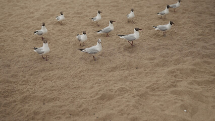 seagulls feeding on a beach on a sunny day