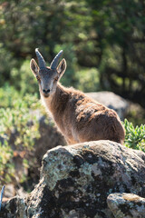 Male goat over the boulder looking at the camera