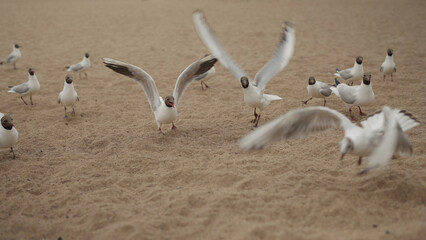seagulls feeding on a beach on a sunny day