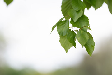 green birch leaves on a warm summer day closeup