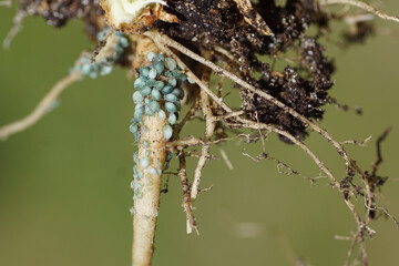 Close up Elder aphids (Aphis sambuci), family Aphids (Aphididae) after the host plant change on the roots of red campion (Silene dioica). July, Dutch garden.