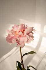 peony on the background of reflection of solar glare, peony on a white background with sunlight
