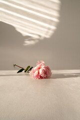 an empty background with a rose, a background for inscriptions with a flower, a flower lies on a white background with sunlight