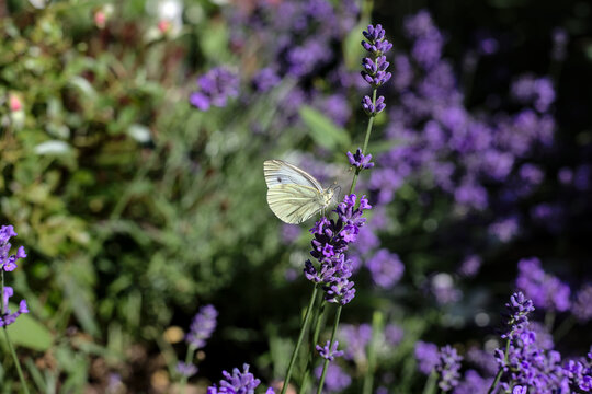 Cabbage white butterfly on a bush of lavender in the garden in summer with a blurred background