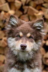 Portrait of a Finnish Lapphund dog outdoors
