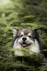 Portrait of a Finnish Lapphund dog outdoors