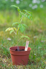 Photo of a green tomato plant in a pot